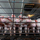 Image for article titled Hurricane Florence Could Unleash Pig Shit, Coal Ash, Industrial Waste